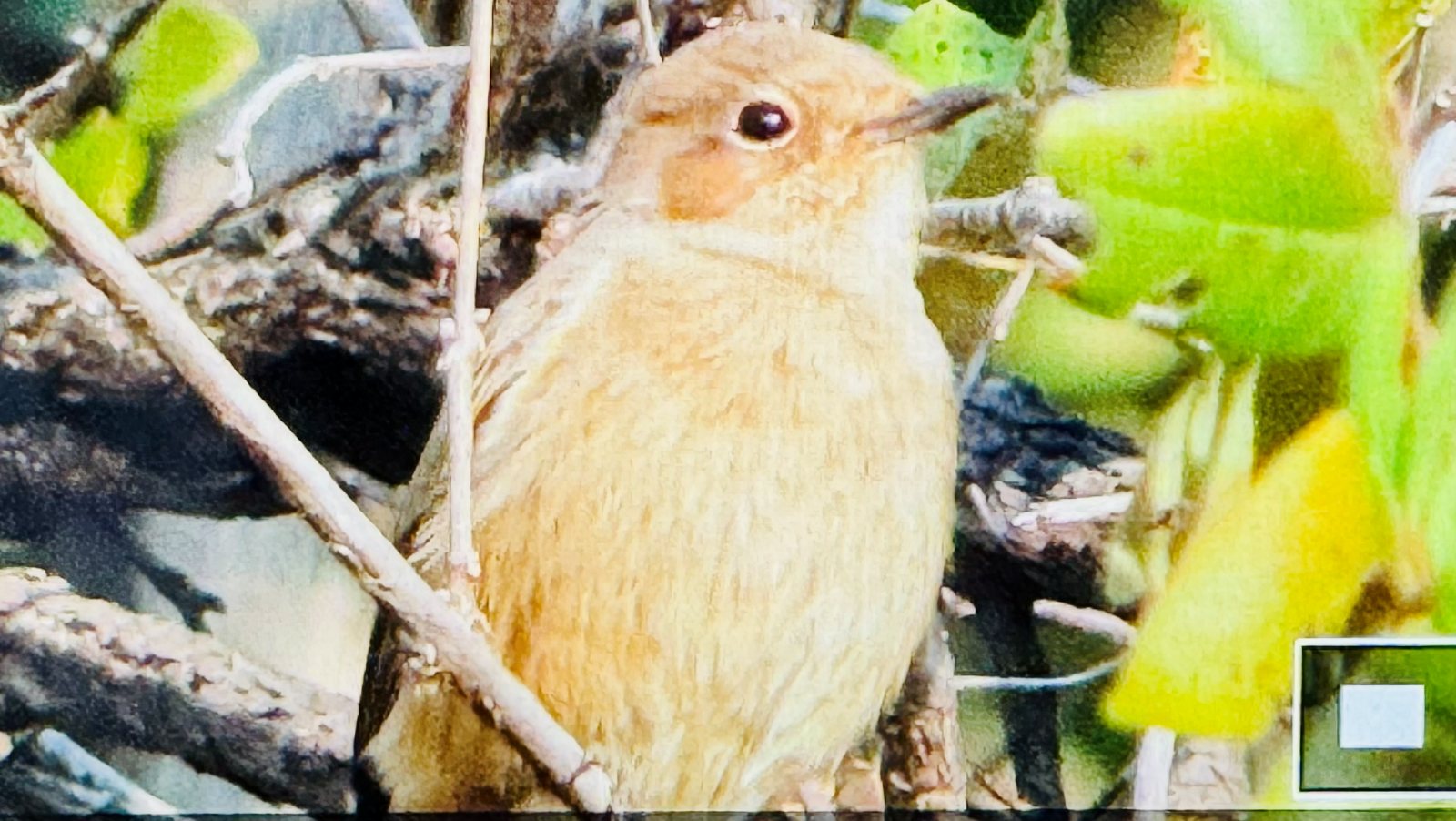 Small bird photographed during a Mabalingwe weekend