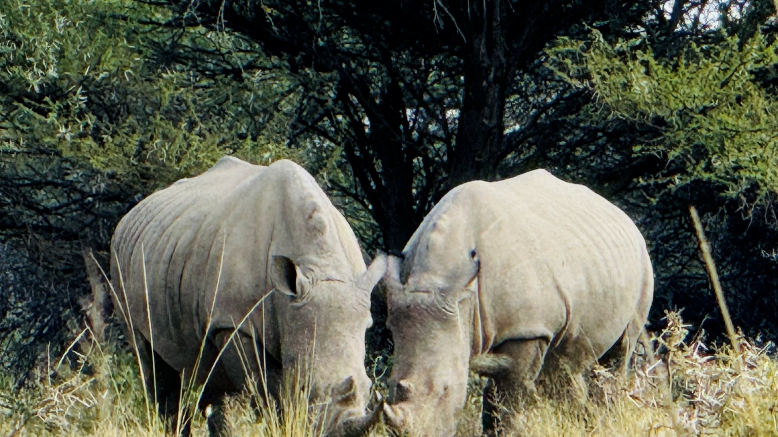 Two rhino seen during a Mabalingwe weekend drive
