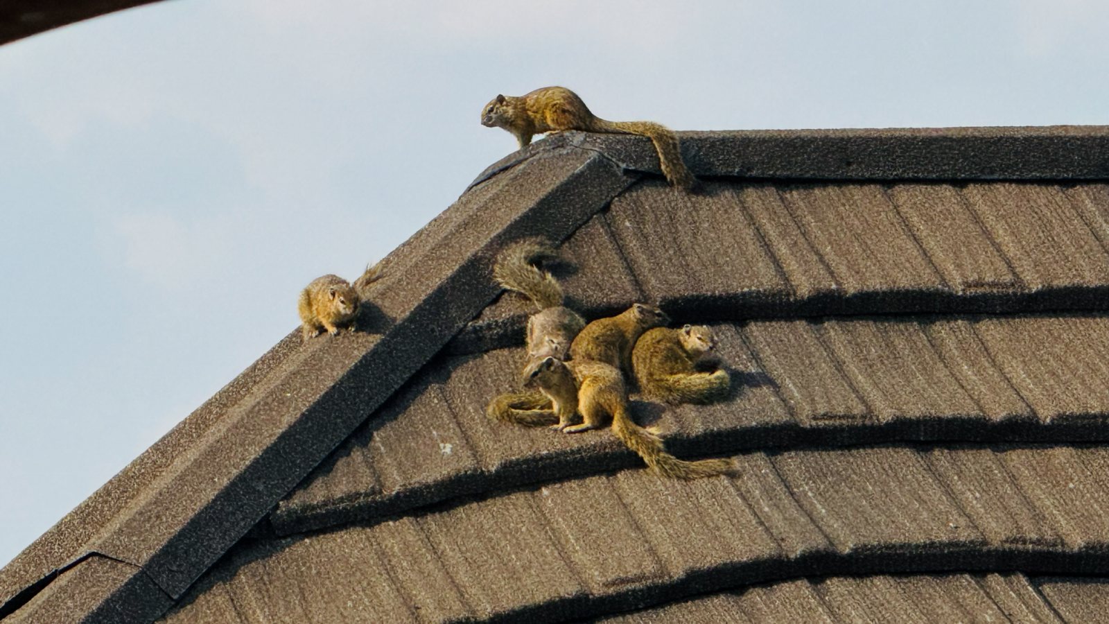 Monkeys sitting on a Mabalingwe unit roof