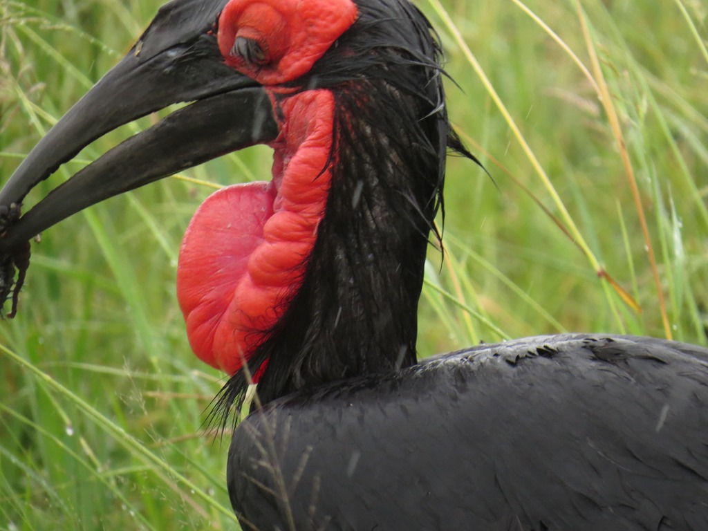 Wildlife seen on a South African nature trip